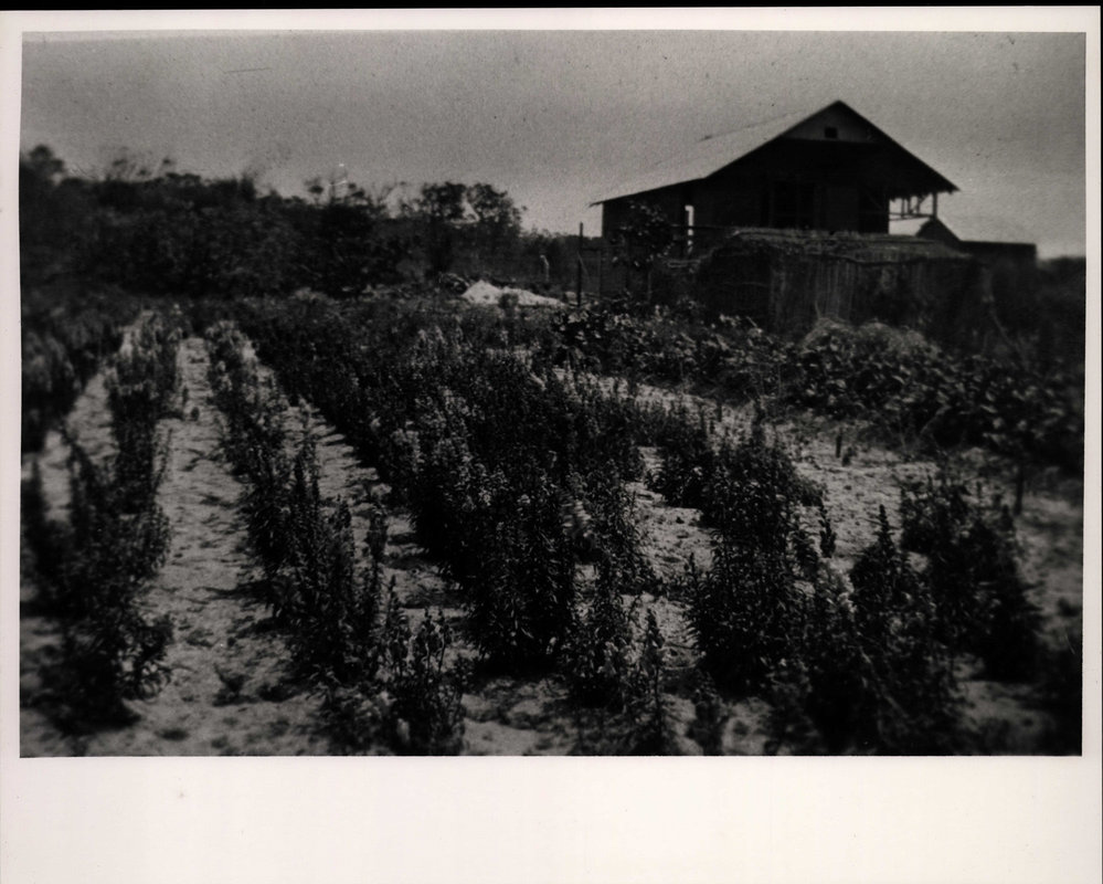 Sunnydale Nursery on Fisher Road, Dee Why