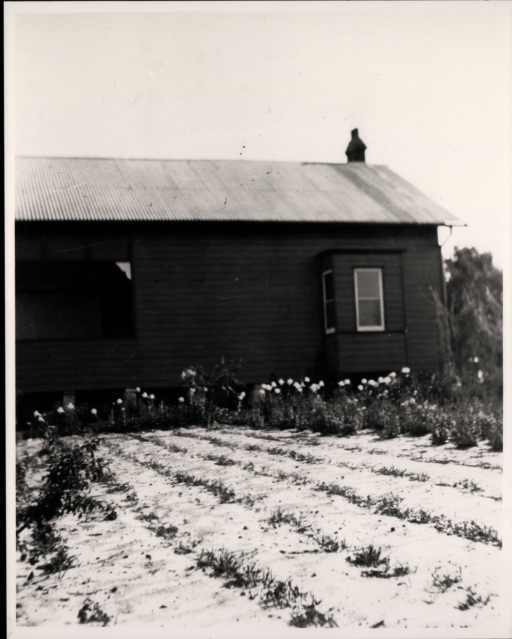 Sunnydale Nursery on Fisher Road, Dee Why