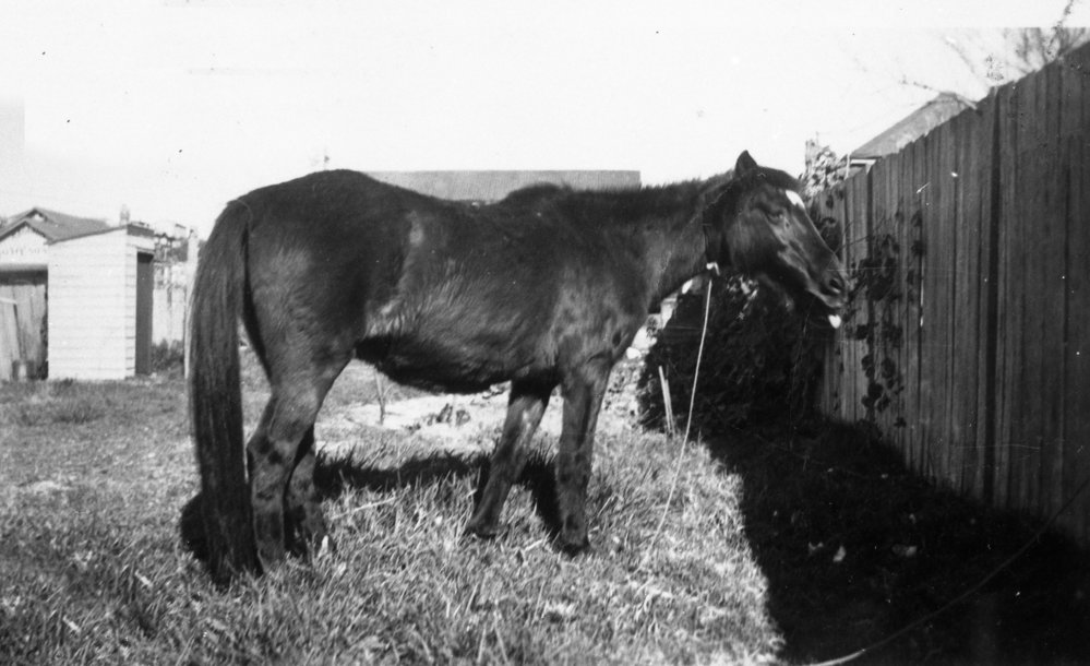 A horse in the backyard of 16 Boronia Street, Dee Why