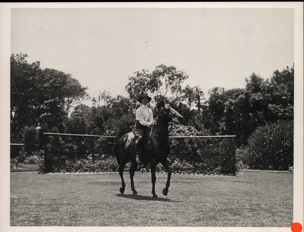 Horse in garden at Bilgola