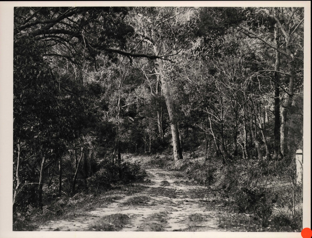 Track on the Way to Barrenjoey, Palm Beach
