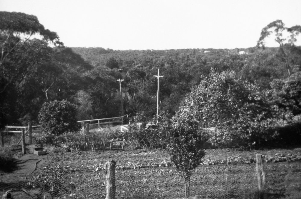 View from Turvey family property, towards Pringle Avenue Belrose