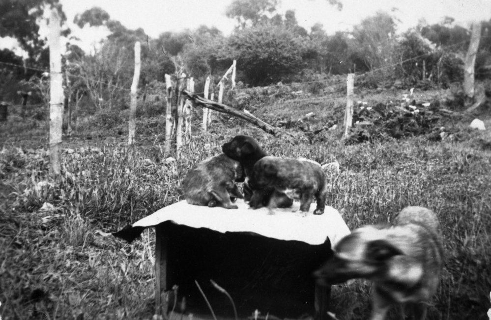 Garden of Turvey family home, Pringle Ave, Belrose