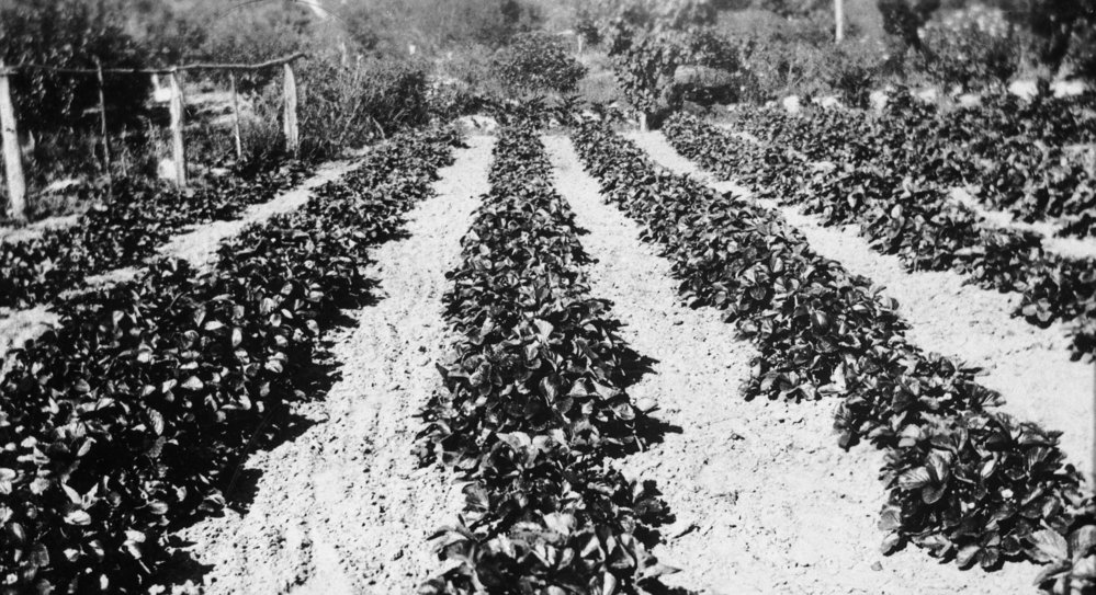 Percy Turvey's strawberry farm, Belrose