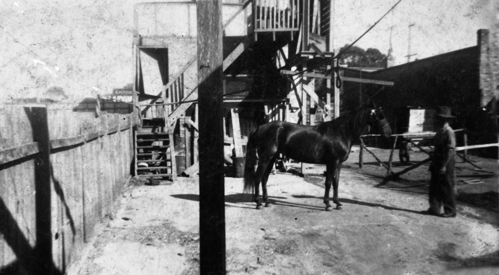 Trotting Horse Red Radium behind Drake's Butchery, Pittwater Road, Brookvale