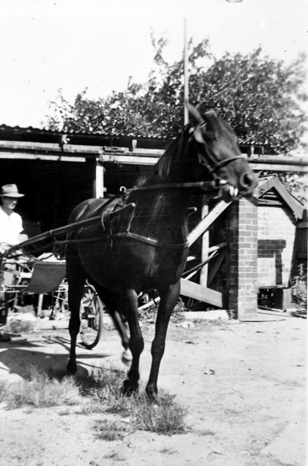 Trotting Horse Happy Bachelor stabled behind Drake's Butchery, Pittwater Road, Brookvale