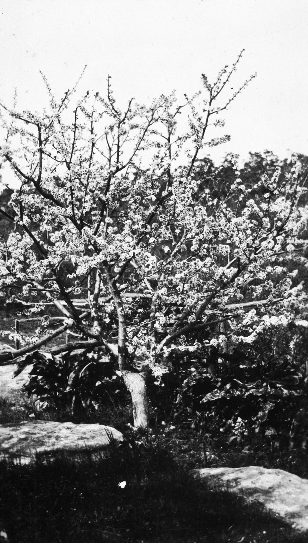 Orchard on Turvey farm, Belrose