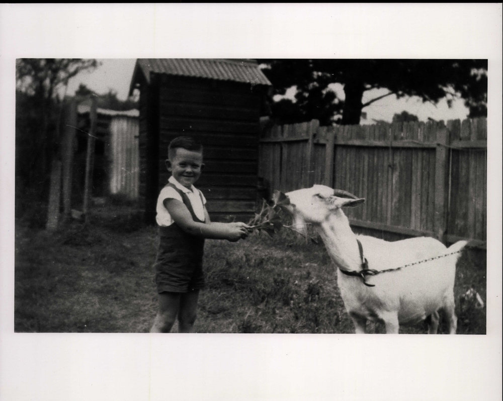 Lawrie Hughes feeding pet goat named Nancy, 63 Howard Avenue, Dee Why