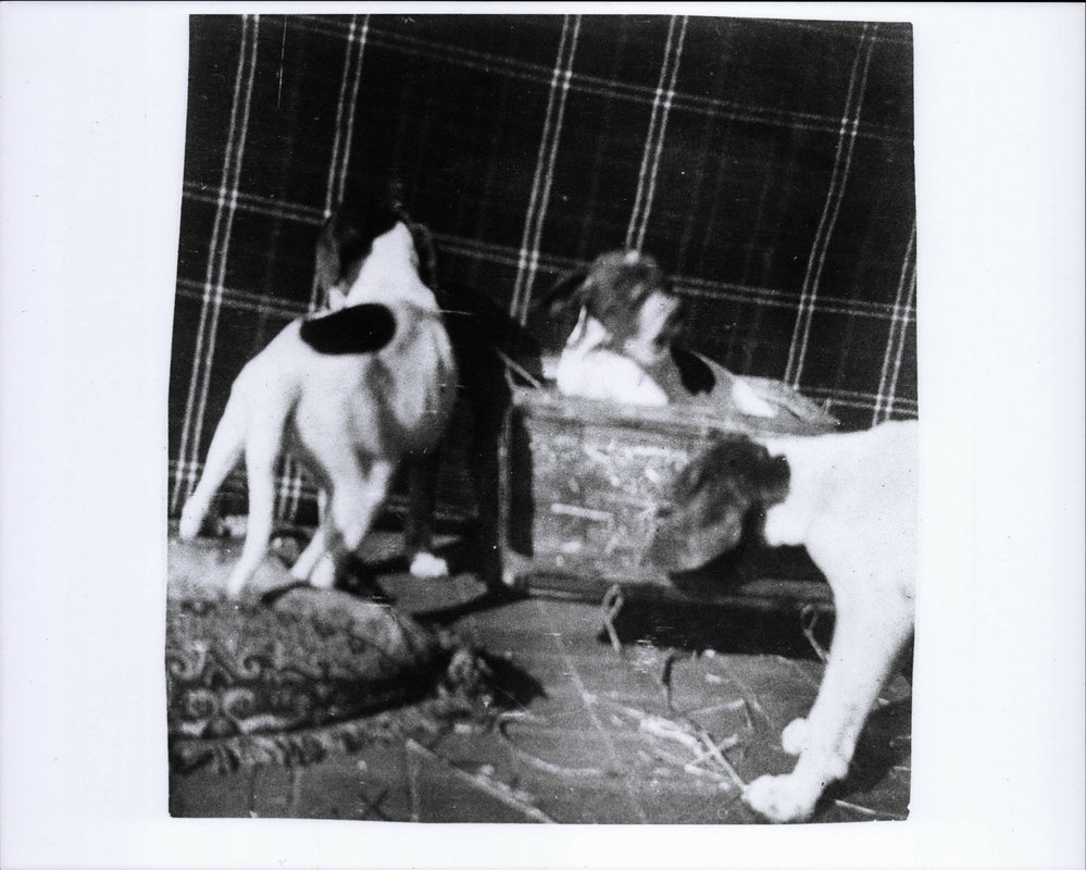 George Brock's hunting dogs