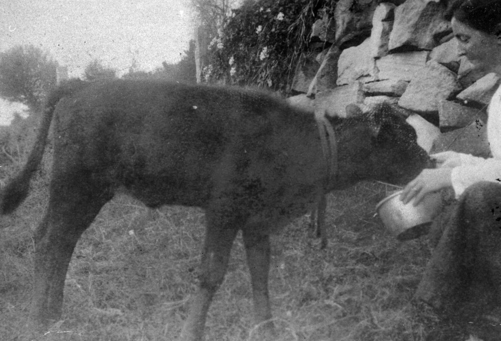 Hand feeding of a calf at Yewen family property, Newport