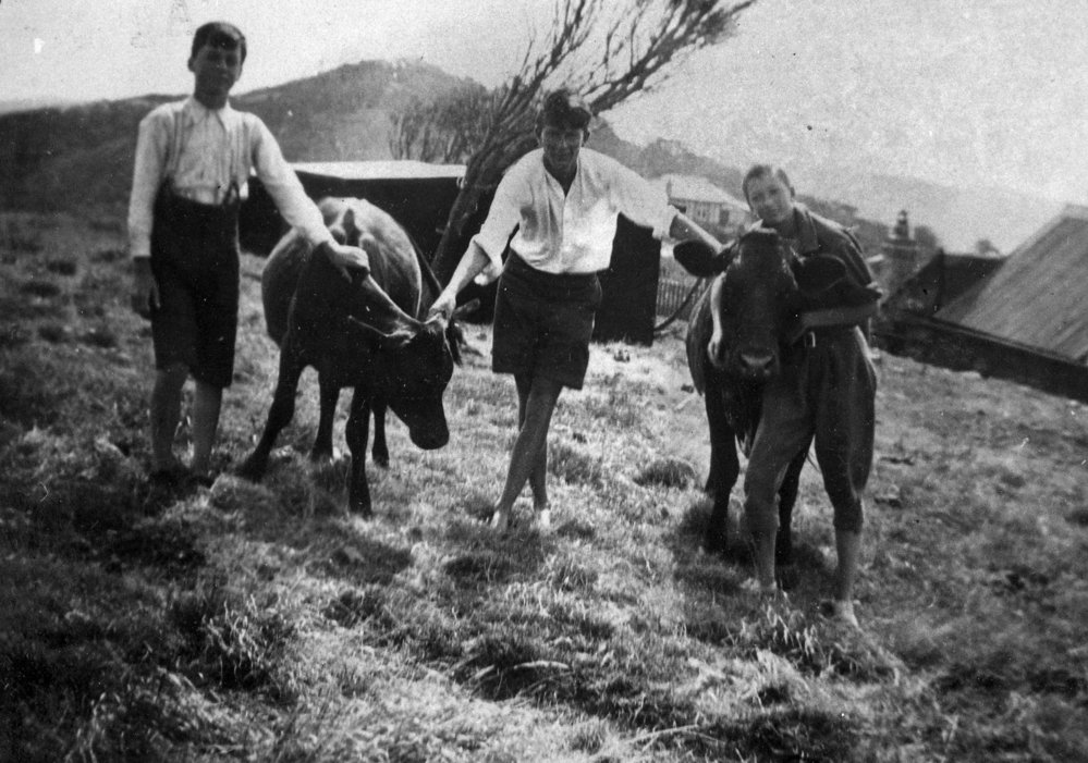 Bob and Stanley Yewen with calves, Newport