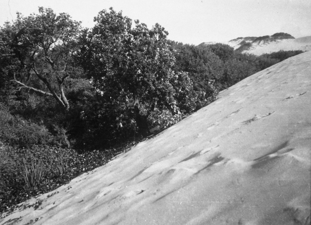 Sand Dunes at Curl Curl
