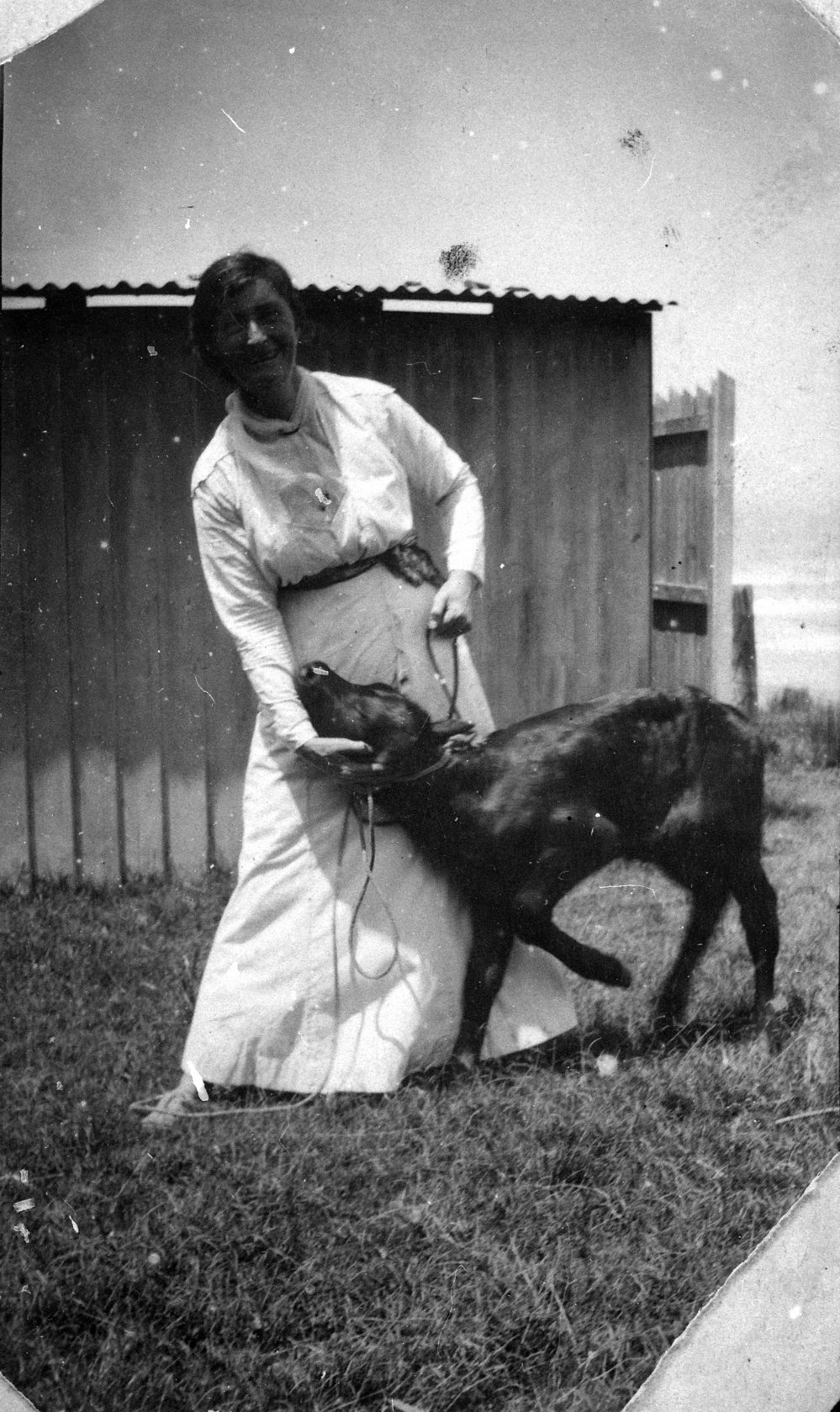 Mrs Yewen with calf, Newport
