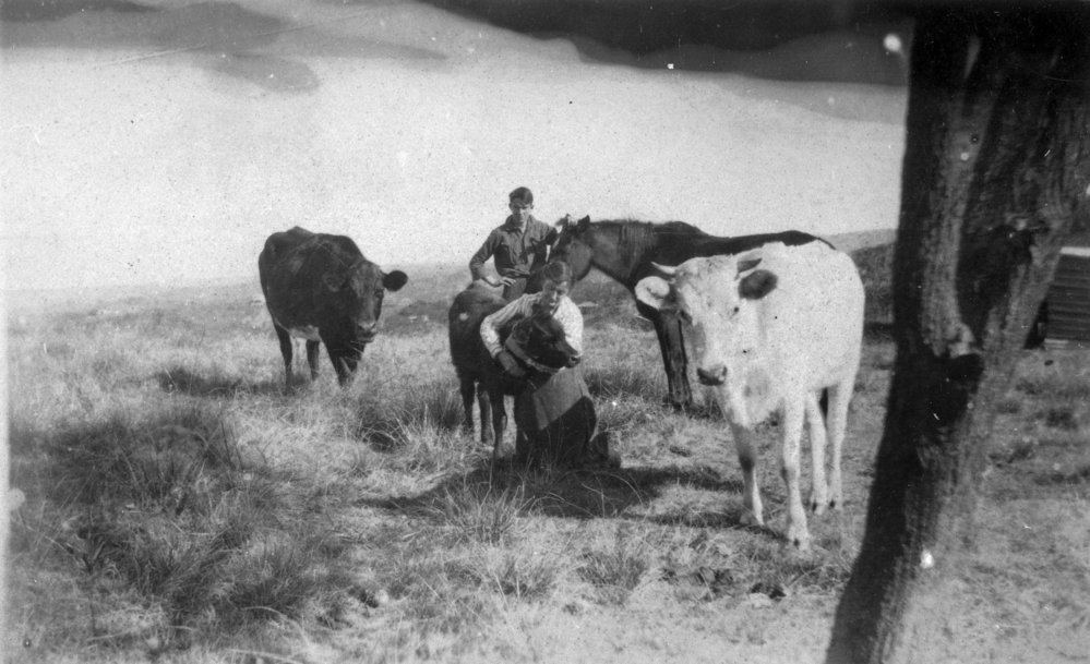 Margaret Yewen with cows and horse, Newport