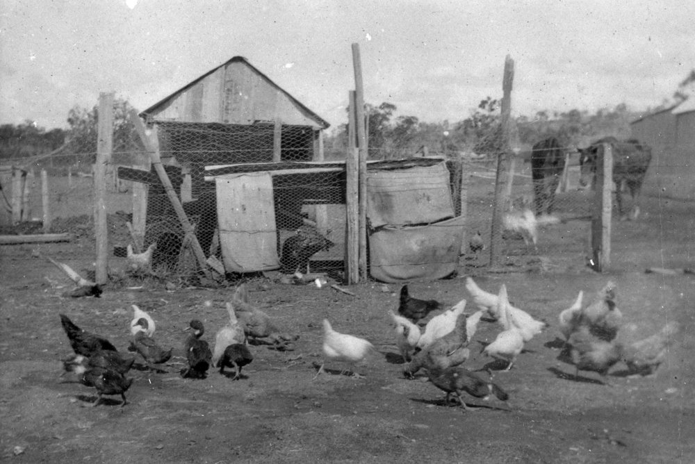 Chickens on Yewen family property, Newport, c 1920