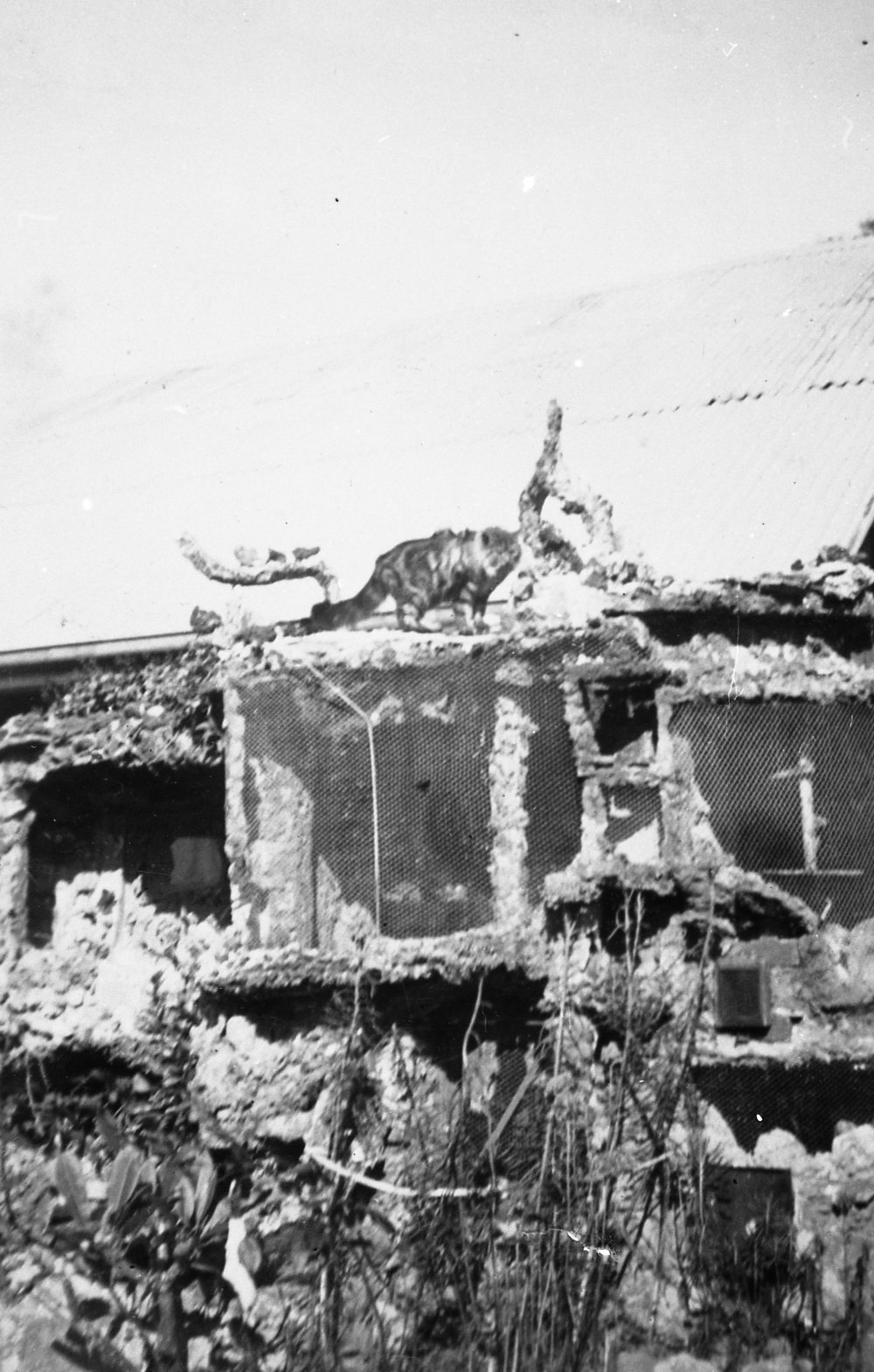 Sunnydale Nursery Aviaries, Fisher Road, Dee Why