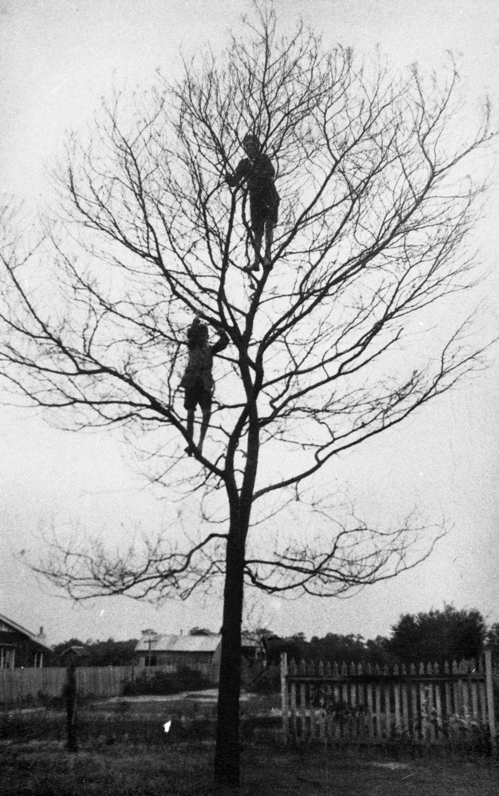 Maclean boys climbing a tree in North Manly