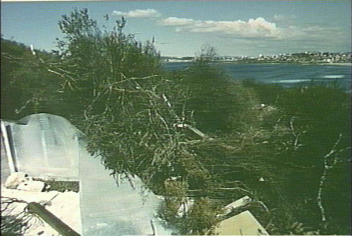 Wingala Reserve, North Curl Curl looking south