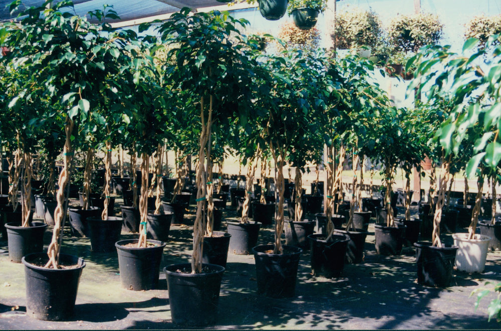 Ficus trees in pots, Warriewood, 1995
