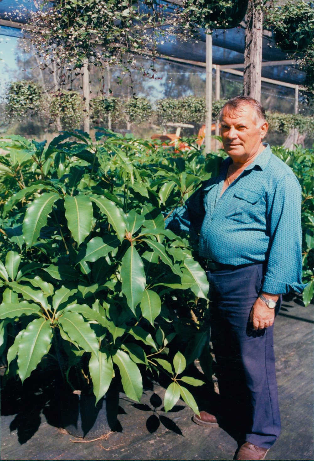 Bob Zavodja with special umbrella plant, Warriewood, 1995