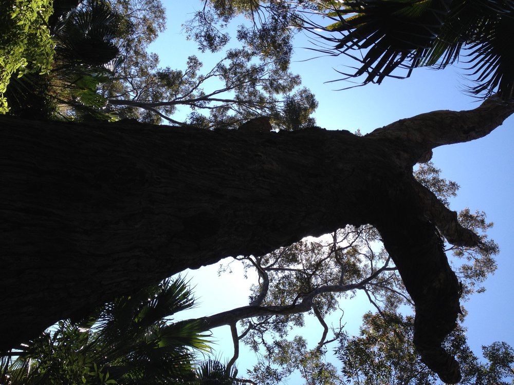 Angophora tree at Angophora Reserve Walk, Avalon.