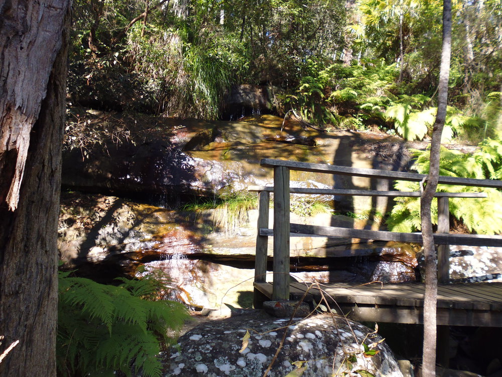 Angophora Reserve Walk at Avalon with Karen Smith from the Aboriginal Heritage Office. 