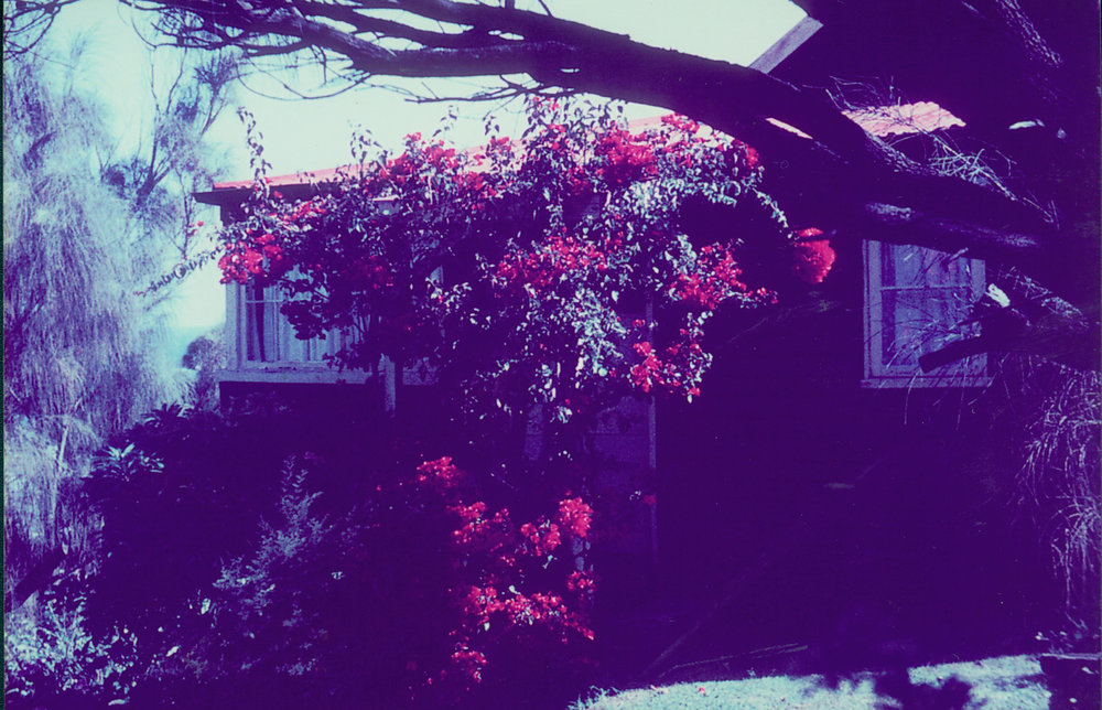 Morrison house at 25 Karloo Parade, Bungan Beach, displaying bougainvillea plant in full bloom, 1962
