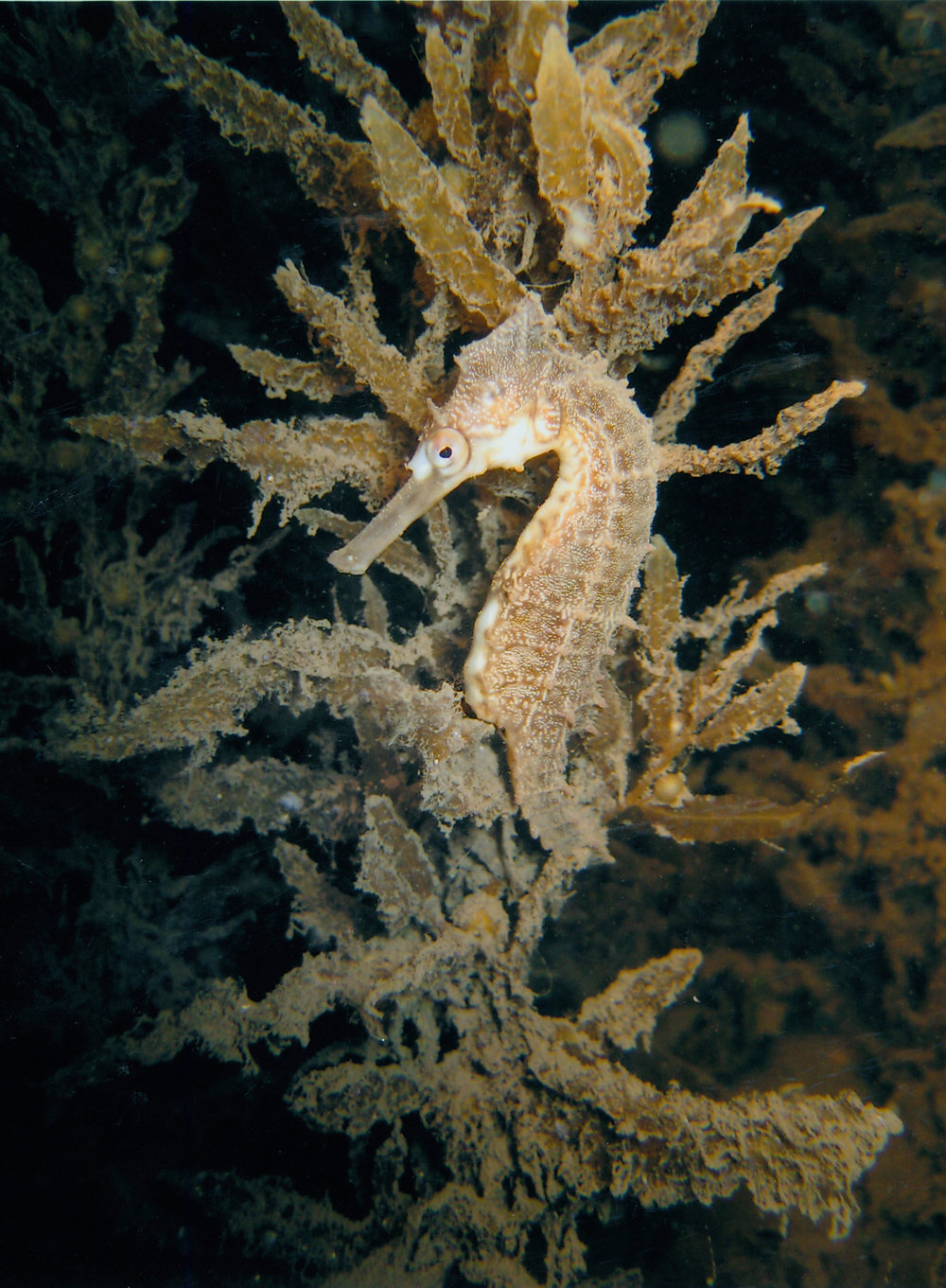 White's seahorse (Hippocampus whiteii) in native alga at night, Careel Bay Mangroves.