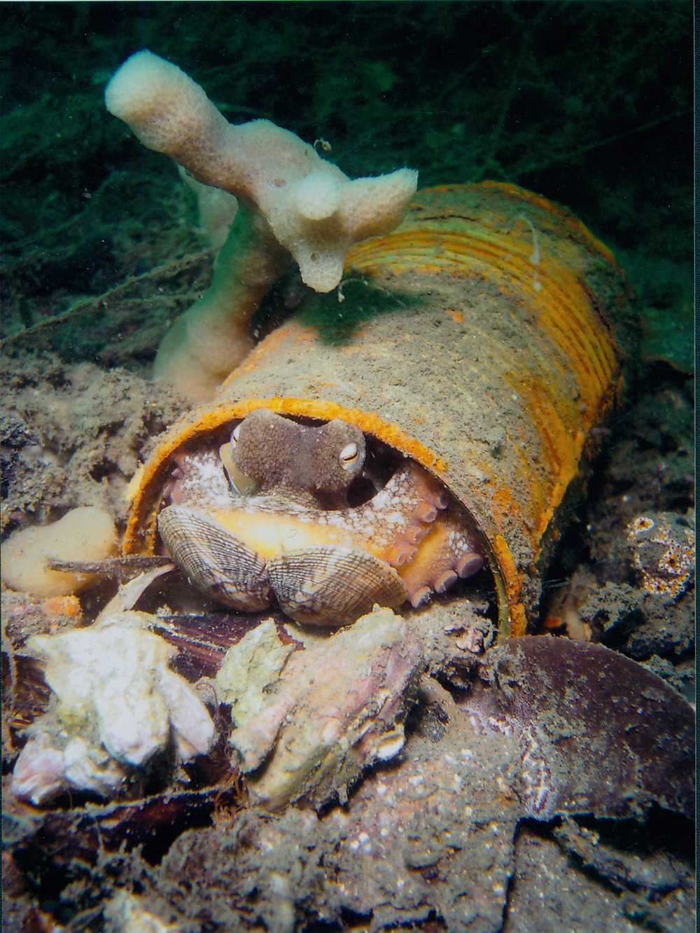 Common Sydney octopus (Octopus tetricus) holding Tapestry cockle (Tapes sp.) at night, Careel Bay Mangroves