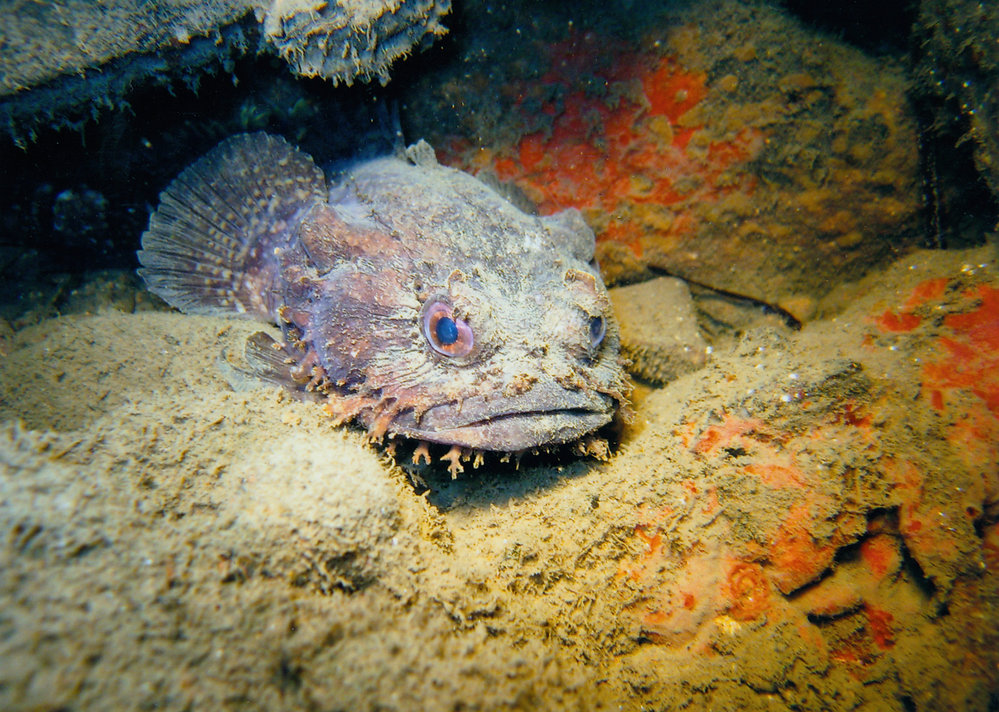 Eastern Frogfish (Batrachomoeus dubius) Nearby - red coralline algae at night, Careel Bay Mangroves.
