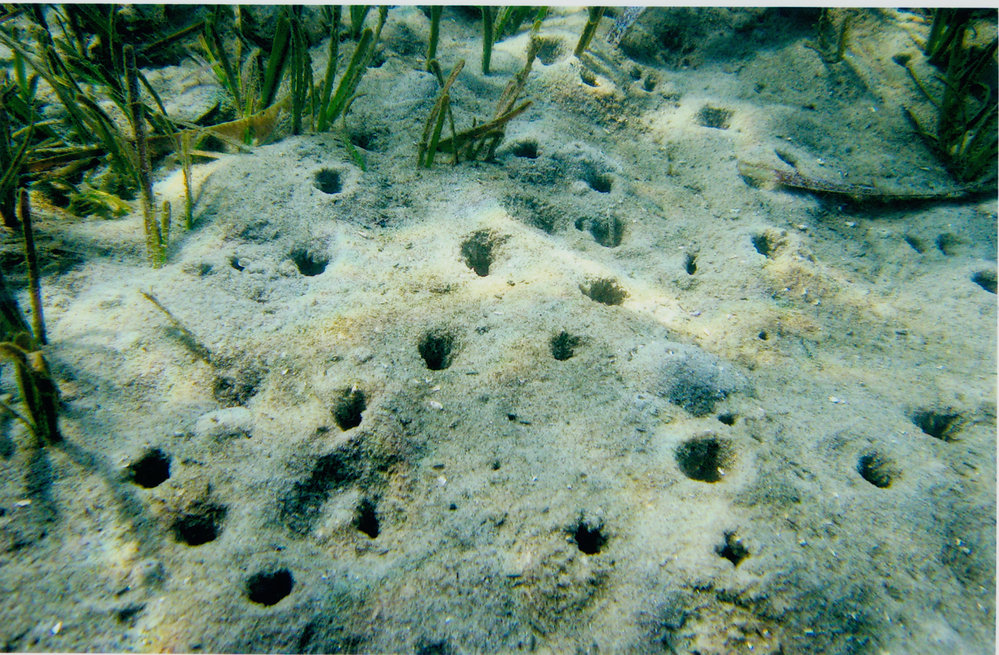 Zostera and probably burrowing prawns (nippers), possibly Ghost nipper (Callianassa australiensis), Careel Bay Mangroves.
