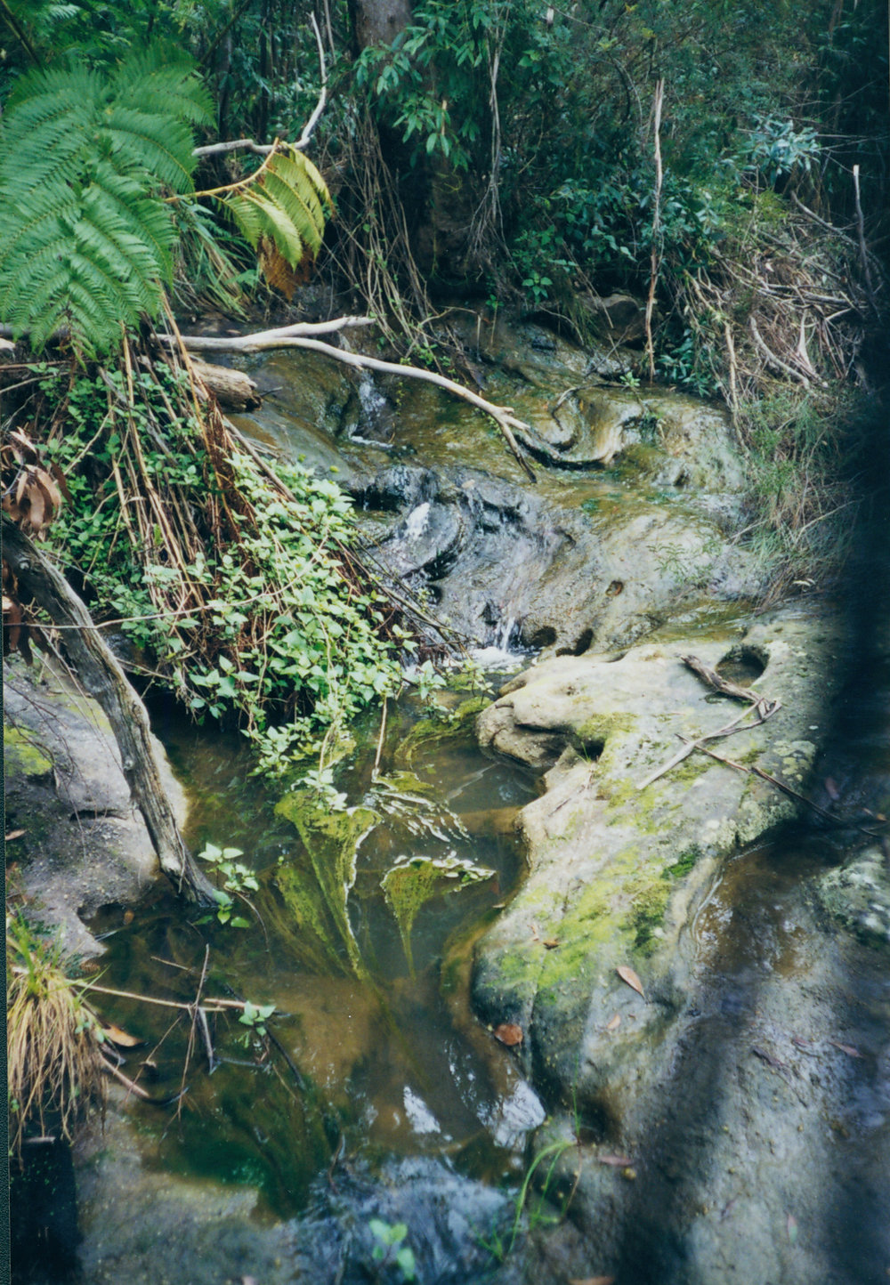 Weed and algal growth downstream of nursery