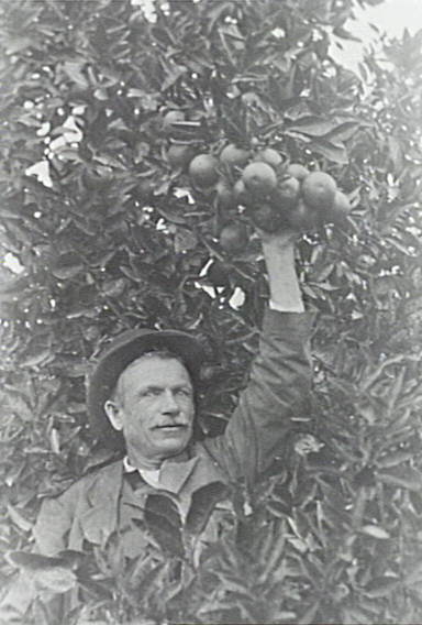 James Ware in his orchard in Thornleigh 1915
