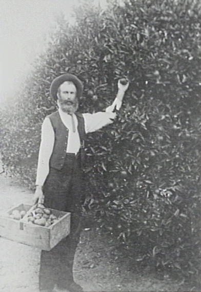 Isaac Larkin picking fruit in his orchard on Waratah Farm, Ingleside