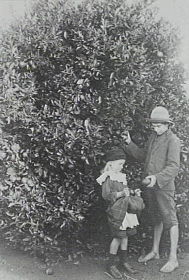 Eva and William Larkin picking fruit in the orchard on Waratah Farm, Ingleside.
