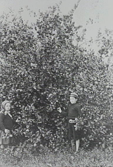 Children in the Ware family orchard in Thornleigh. 