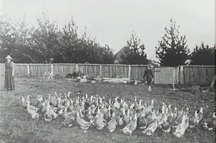 Flock of geese on the Larkin Family's farm 'Waratah Farm' Ingleside. 
