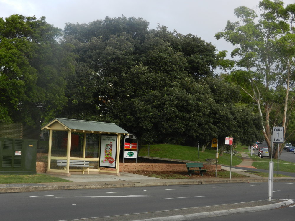 Victory Tree, Mona Vale