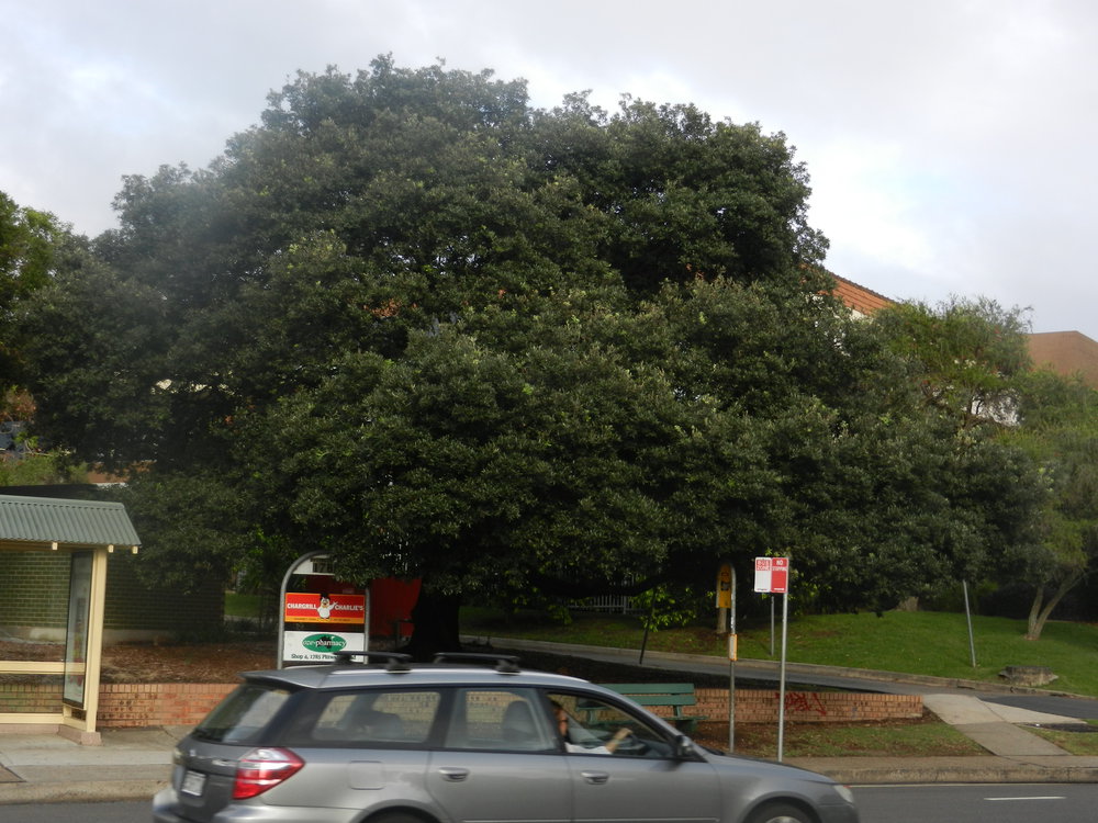 Victory Tree, Mona Vale