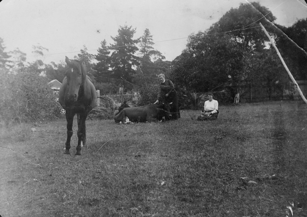 Horses in the yard of Wyndham Family, Mona Vale.