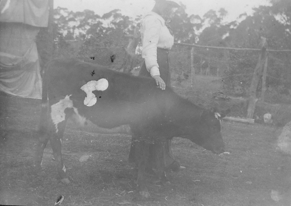 Cows in the yard at Mona Vale house of the Wyndham Family.