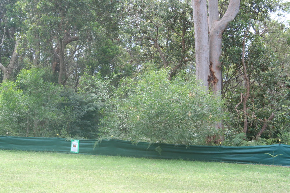 Plateau Park, Bilgola Plateau, 2010