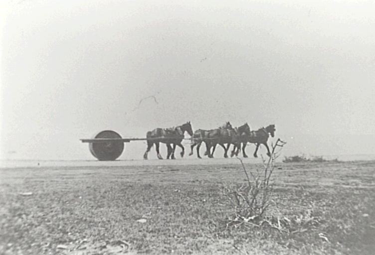 Arthur Larkin standing with his horses and roller on Narrabeen Park parade along Turimetta Head, North Narrabeen, 1928