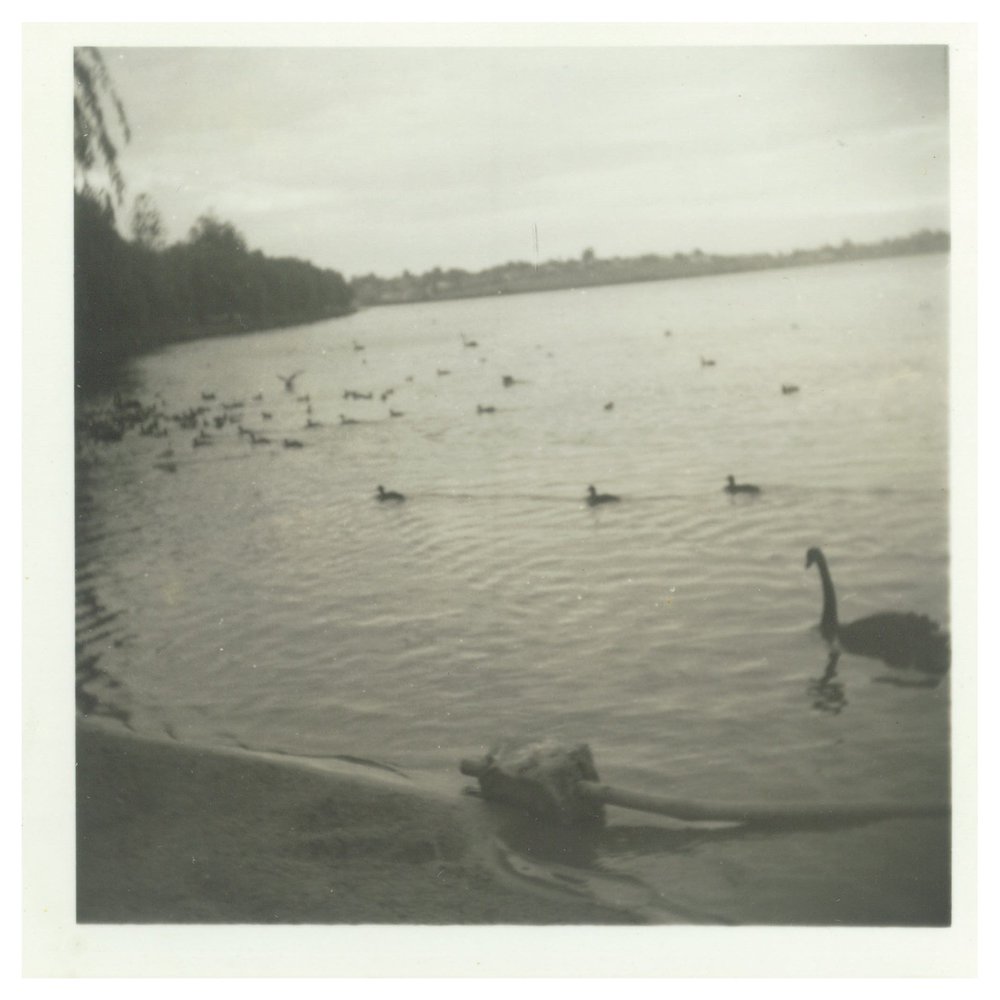 View of Narrabeen Lagoon from the Sharp family backyard ducks swimming on the lake, 1959