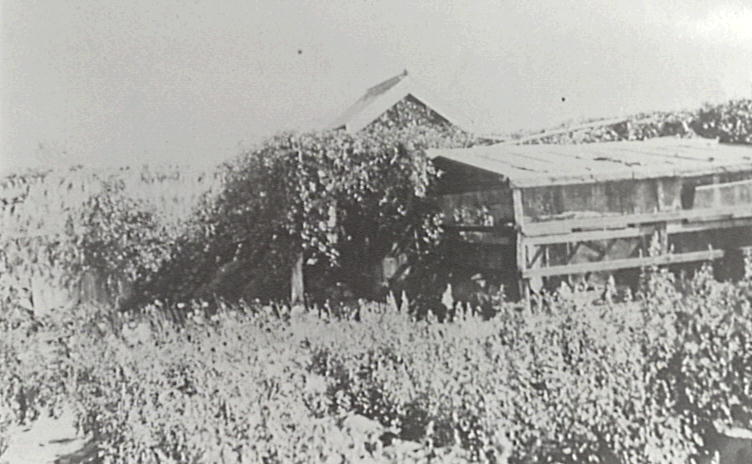 Garden of King's home in Collinwood, North Narrabeen, c1920