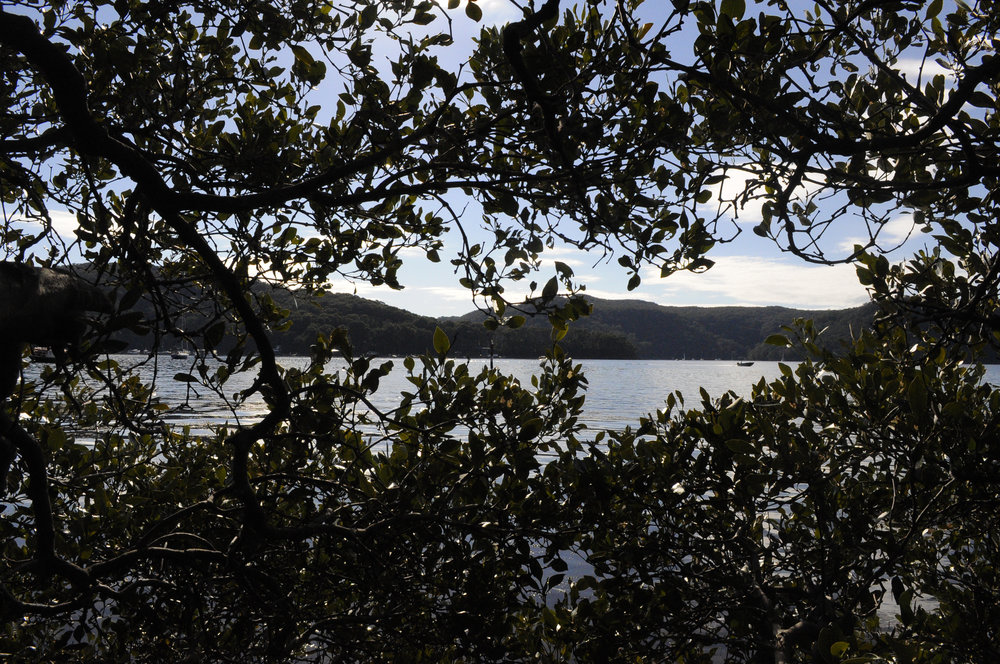 View through the trees to water on Scotland Island, 2013
