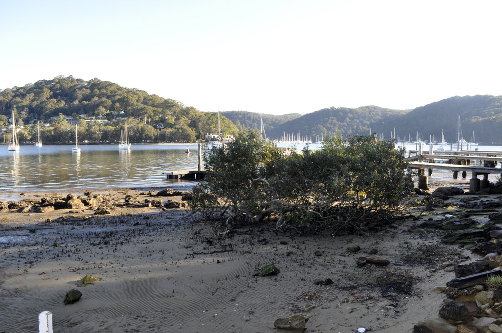 View at low tide out onto Pittwater, 2013
