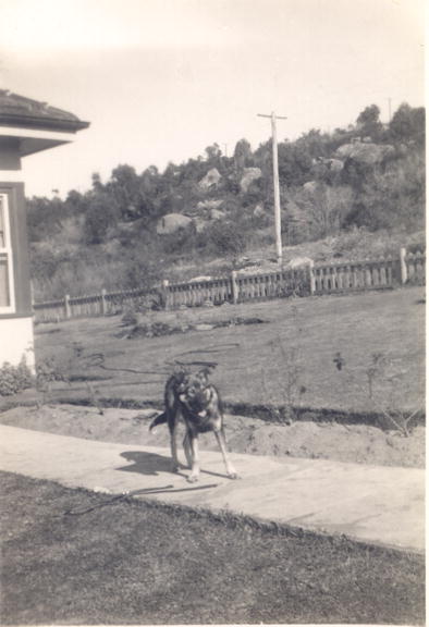Toby the dog at 63 Pozieres Parade, Allambie