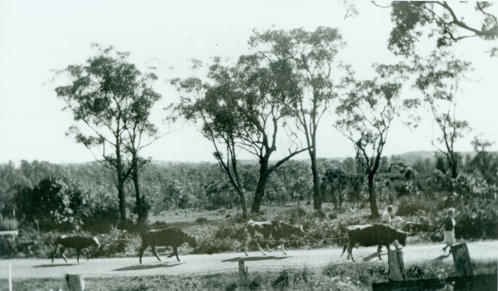 Mrs Moore taking her cows to the dairy at 150 Garden Street, Narrabeen