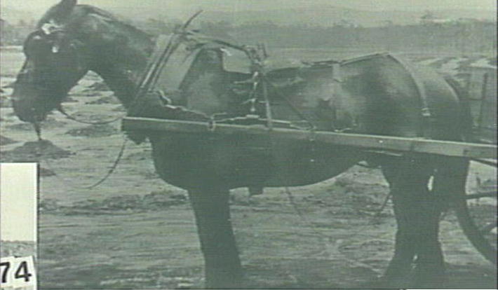 Horse and dray fill in school playground, Narrabeen